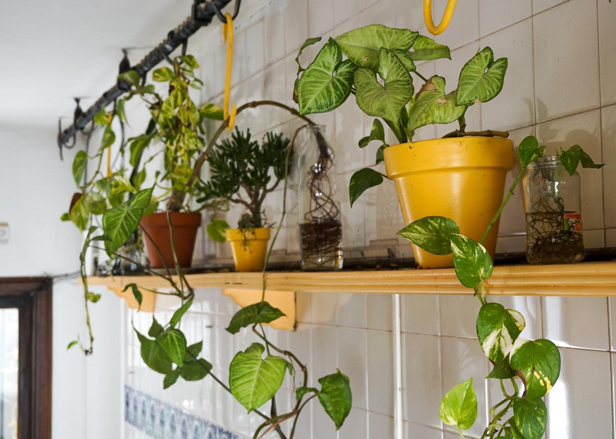 Yunga Hostel Σάλτα Εξωτερικό φωτογραφία
